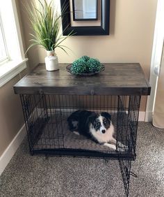 a black and white dog laying on top of a cage next to a potted plant