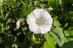 a white flower with green leaves in the background