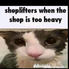 a black and white cat with a sign above it that says shoplifters when the shop is too heavy