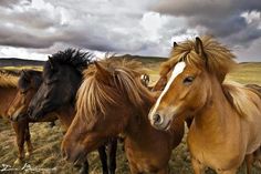 several horses are standing together in a field