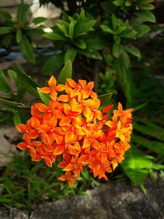 an orange flower is blooming on the ground in front of some green plants and rocks