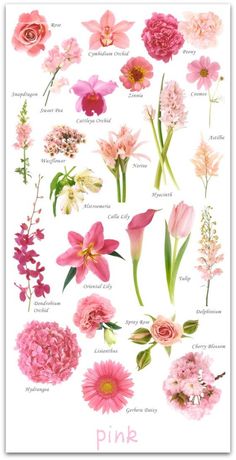 pink flowers and their names are shown in this poster, which includes different types of flowers