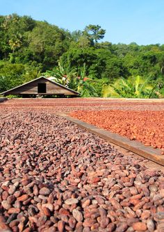 there is a lot of red beans on the ground next to a building and trees