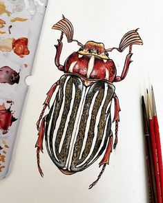 a drawing of a beetle on paper next to paintbrushes and watercolor pencils