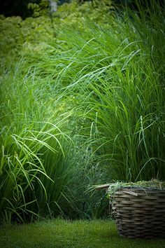 an empty basket sitting in the middle of some tall grass and plants next to it