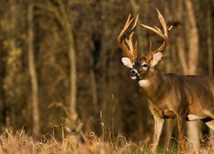 a deer standing in the middle of a forest with antlers on it's head