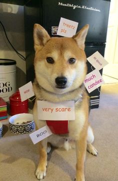 a dog is sitting on the floor with signs in front of him that say very scared