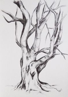 a pencil drawing of a tree with no leaves