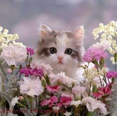 a cat sitting in the middle of flowers with caption that reads, volevo distrum simplicemente