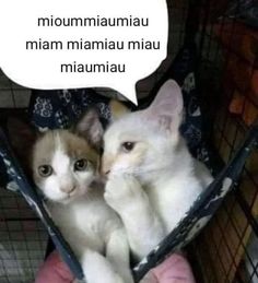 two kittens in a cage with a speech bubble above them that says, noumanmiamuliau maim mananui mau mau mau maumau mau mau mauna