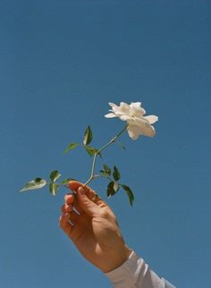 a hand holding a white flower up in the air with a blue sky behind it