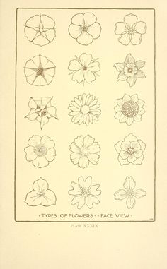 an old book with flowers drawn on the page and in it's center are four different types of flowers