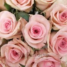 a bouquet of pink roses is shown in close up view, with green leaves on the stems