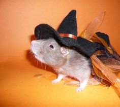 a rat wearing a witches hat on top of it's head