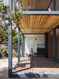 a dog is standing on the wooden deck in front of an open airy room