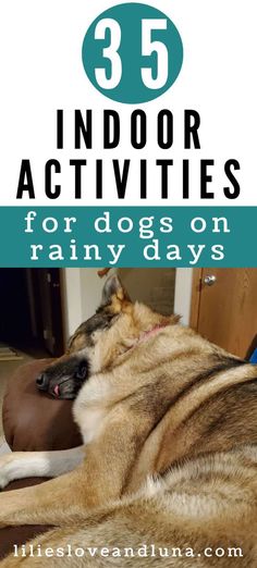 a dog laying on the floor with text overlay reading 35 indoor activities for dogs on rainy days