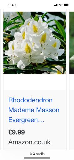 two pictures of white flowers with the words rhododendron and madam mason evergreen