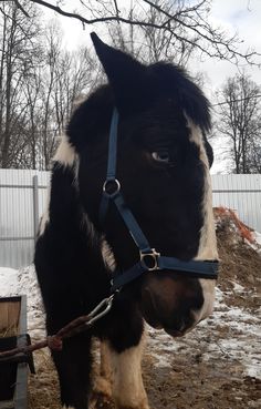 a black and white horse tied to a chain