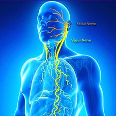 Reset Your Vagus Nerve in 5 minutes - Energize | Body Current Vagus Nerve Stimulator, Nerve Pain Remedies, Medical Qigong, Nerf Vague, Relaxation Response, Autonomic Nervous System