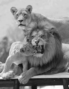 an adult lion and two young lions sitting on top of a wooden table with their mouths open