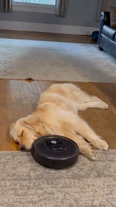 a dog laying on the floor next to a robotic vacuum