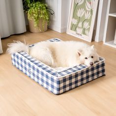 a white dog laying on top of a blue and white checkerboard pet bed