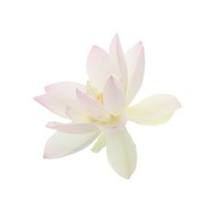 a white and pink flower on a white background