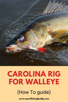 a large fish with the title carolina rig for walleye how to guide