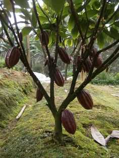 a tree that has some kind of fruit growing on it's branches in the grass