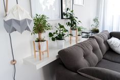 a living room filled with lots of plants on top of a white shelf next to a gray couch