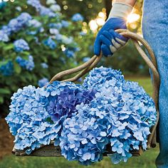 blue hydrangeas in a wooden basket hanging from a tree branch