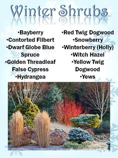 the winter shrubs are shown in this poster