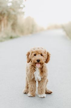 a small brown dog sitting on top of a road