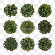 different types of trees on a white background