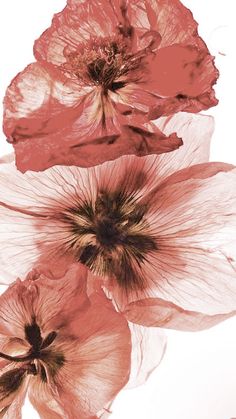 three red flowers on a white background