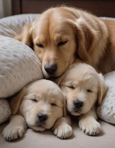 three puppies cuddle together on a bed