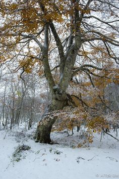 a large tree with yellow leaves in the snow