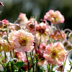 pink flowers are blooming in the garden