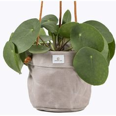 a potted plant with green leaves hanging from it's side, on a white background