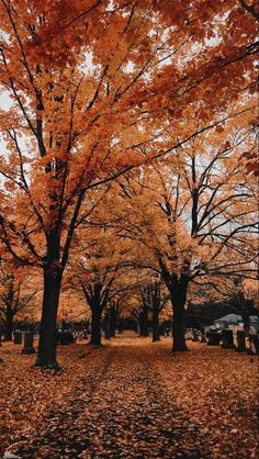 fall trees with the words fall of 2021 over them