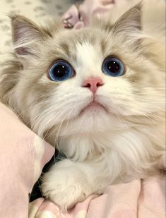 a white cat with blue eyes laying on top of a pink bed sheet looking at the camera