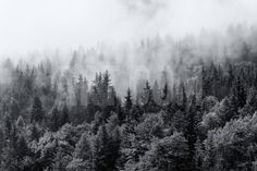 the trees are covered in fog and mist