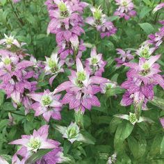 purple flowers with green leaves in the background