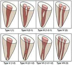 Root Canal Tray Set Up, Teeth Morphology, Dental Morphology Anatomy, Rbc Morphology, Dental Occlusion Classification, Dental Photos, Dental World