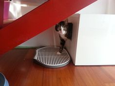 a cat standing on top of a litter box under a stair case in a house