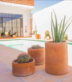 three potted plants sitting next to a swimming pool