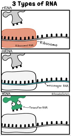 the three types of rra are labeled in two separate sections, each with different colors and