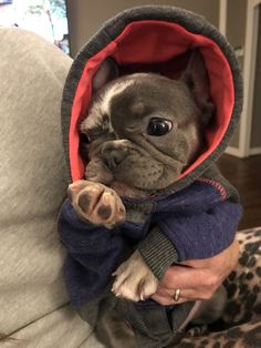 a small dog is wearing a hoodie and sitting on a couch with his owner