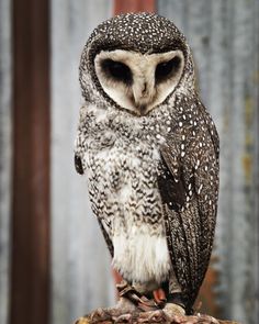 an owl sitting on top of a piece of wood