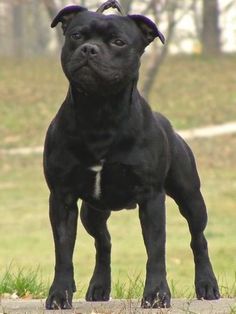 a small black dog standing on top of a grass covered park area with trees in the background